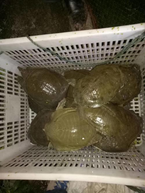 黄锦记渔业 传承与创新并进的蓝色粮仓
